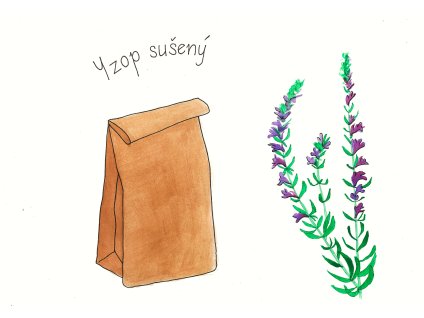 Yzop sušený