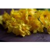 narcis