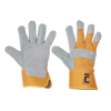eider1