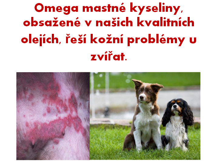 lososový olej
