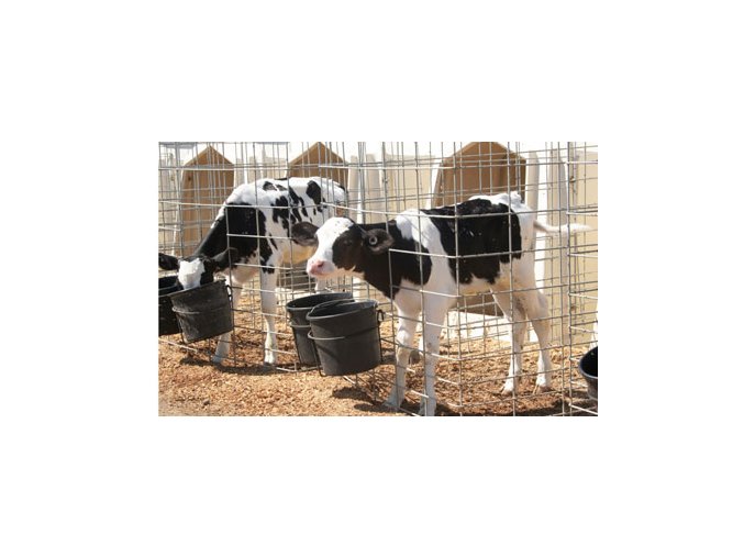 bledsoe dairy calves drugs