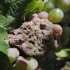 plisen seda botrytis cinerea