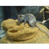 ZZgroup.cz atlas Potkan obecny THRattus rattus 01 reframed 1024pxc