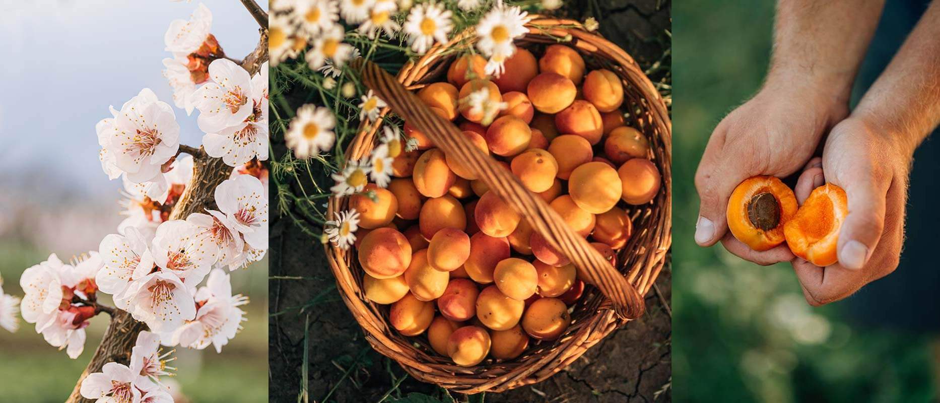 Bratři sadaři - meruňky a květ