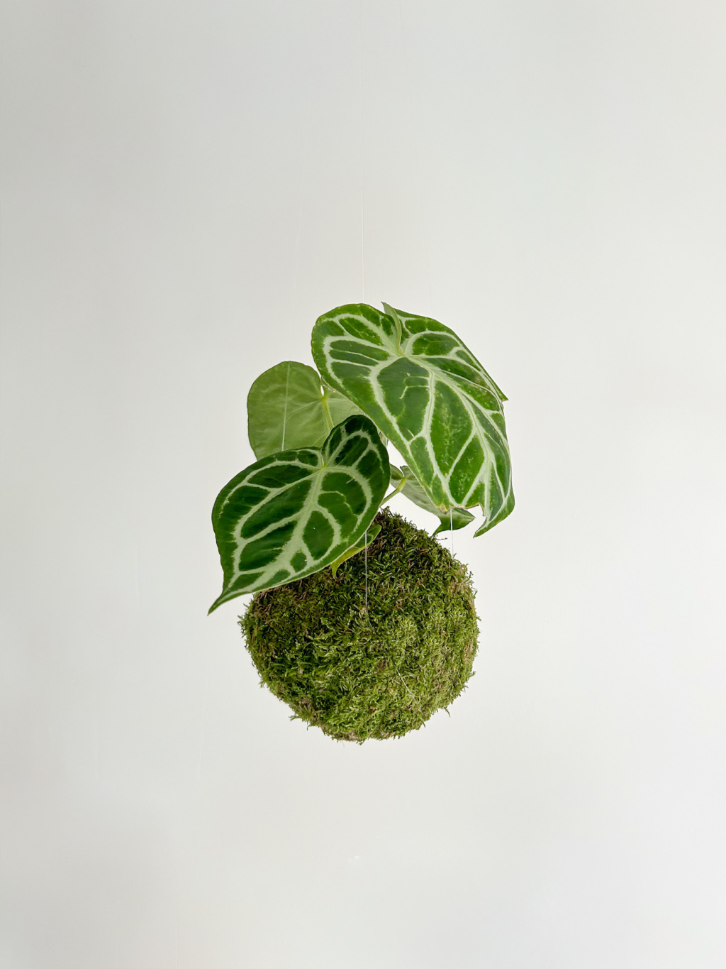 BE612EE7 1B53 4CDB 876F CE3A8B971EAD