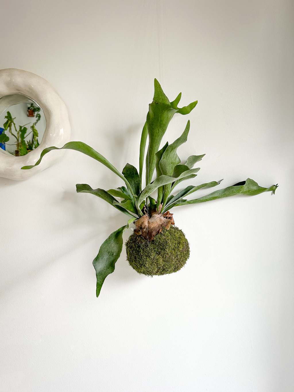 A9CDD1F6 C738 4832 A8FF 3A96A11006C7