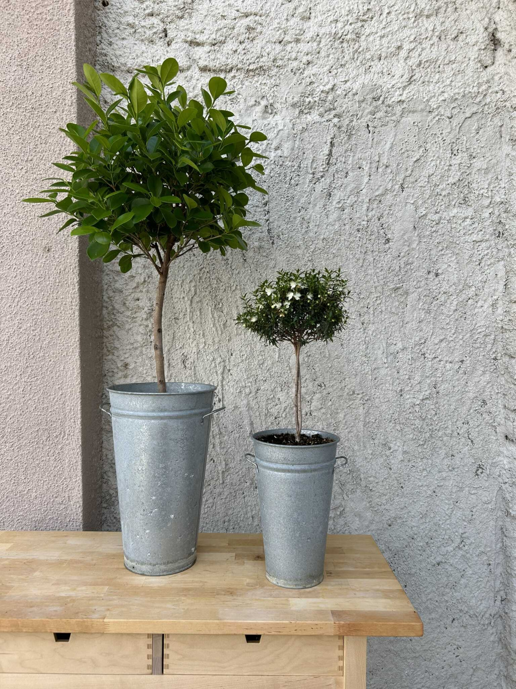 Obri Ficus Microcarpa Moclame 2