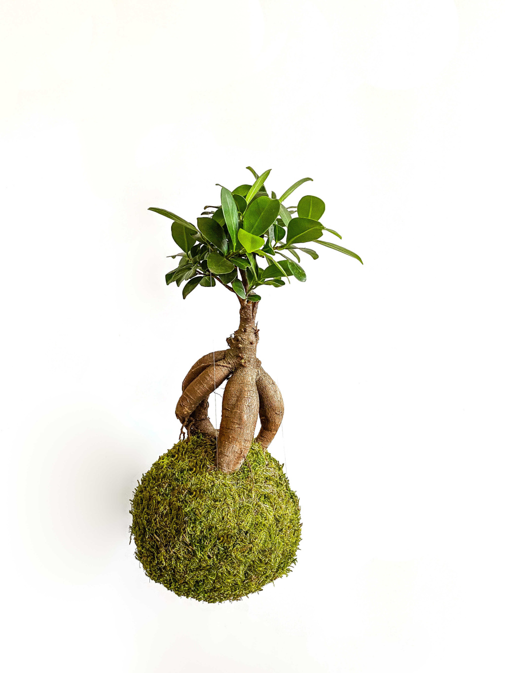 665 kokedama ficus microcarpa ginseng