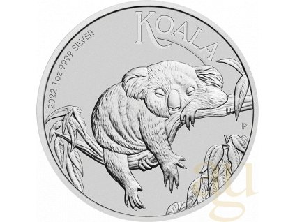 koala1