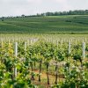 vinice plachty 2019 ab951876