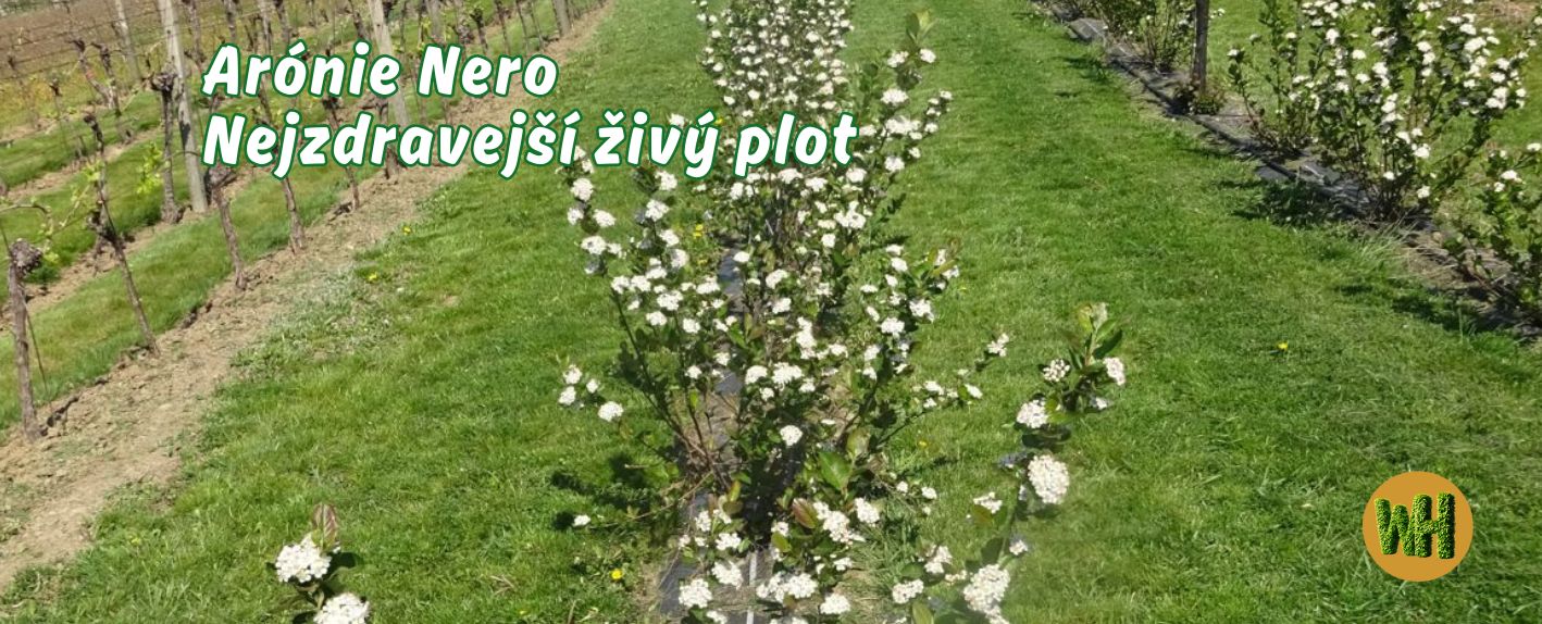 Arónie - Černý jeřáb