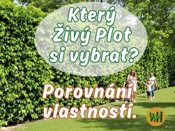 Který živý plot si vybrat?