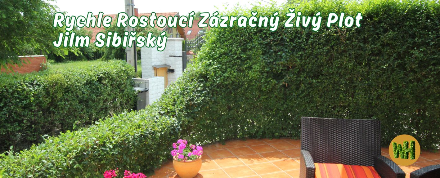 Zázračný živý plot
