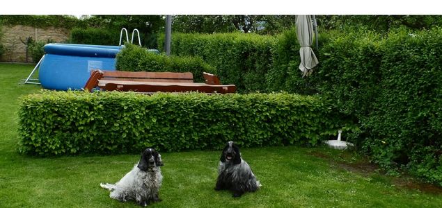 Rychle rostoucí zázračný živý plot - Jilm Sibiřský