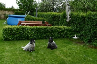 Zázračný živý plot – výsledná hustota a soukromí