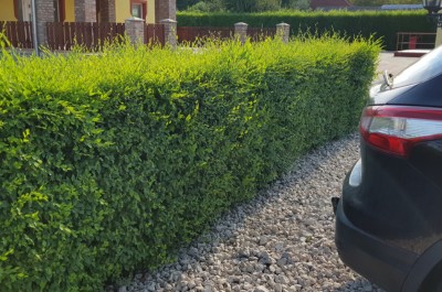 Jilm-Sibirsky-Zazracny-ploti-04