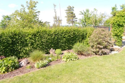 Jilm-Sibirsky-Zazracny-ploti-10