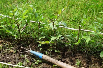 Jilm-Sibirsky-Zazracny-ploti-11