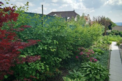 Muchovnik-jedly-plot-03