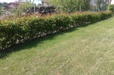 Muchovnik-jedly-plot-04