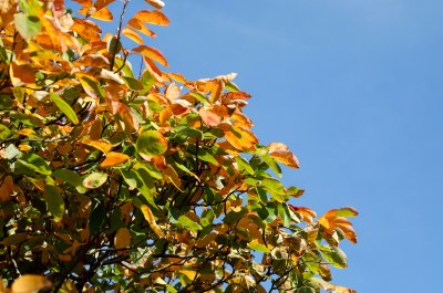 Muchovnik-jedly-plot-08