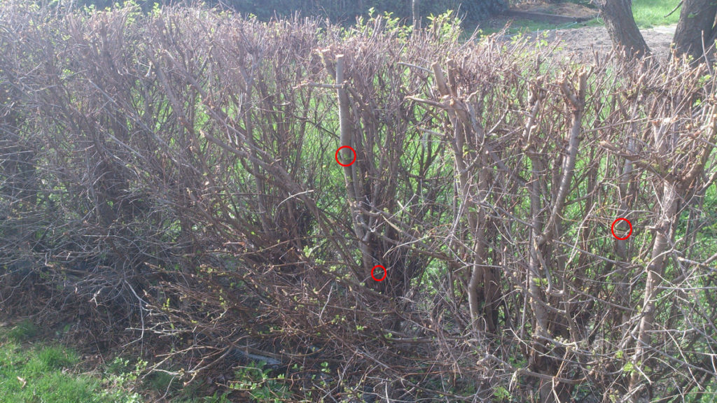 004-2014-brezen-31-ozdravny-1024x576