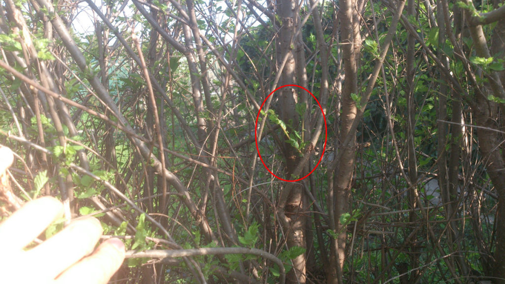 006-2014-duben-07-ozdravny-1024x576