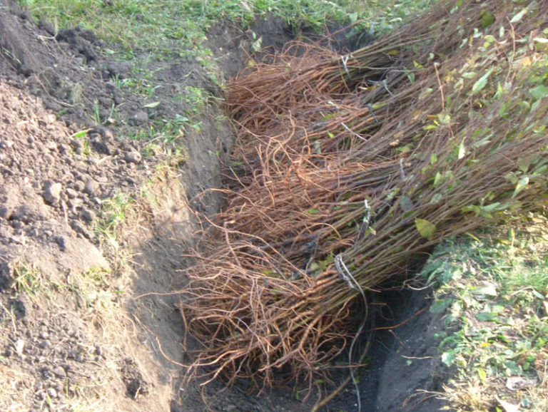 uskladneni-sazenic-1