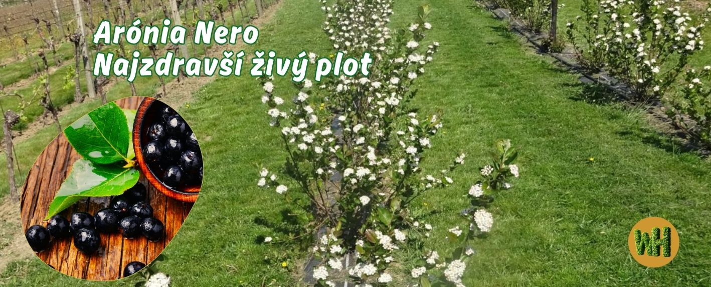 Arónia Nero