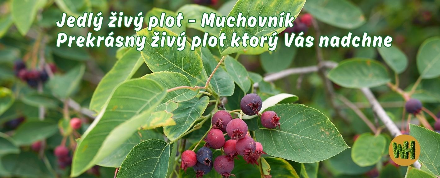 Jedlý živý plot - Muchovník