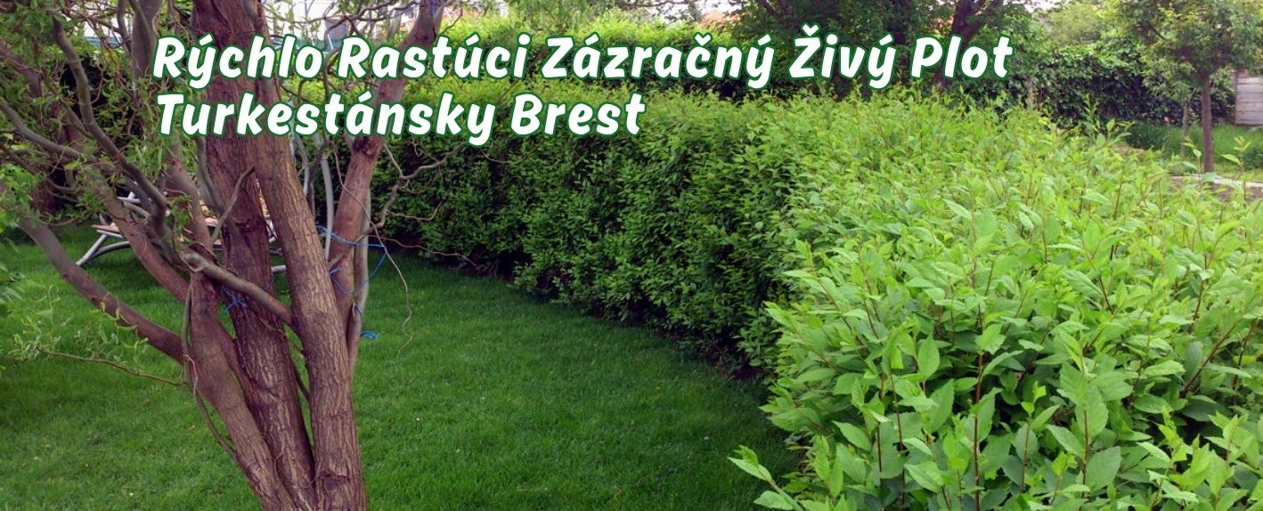 Zázračný živý plot