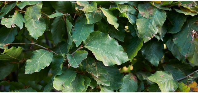 Buk-Tivoli-Produkt-02