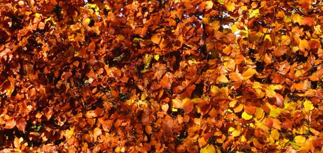 Buk-Tivoli-Produkt-04