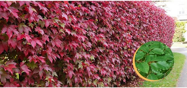 Buk-Tivoli-Produkt-07