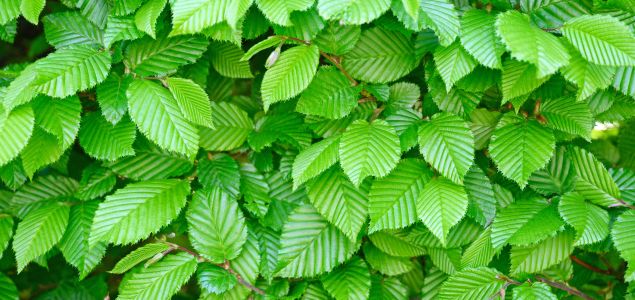 Habr-Lombard-Produkt-03