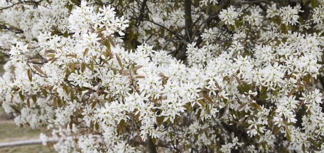 Muchovnik-Lamarckuv-p-02