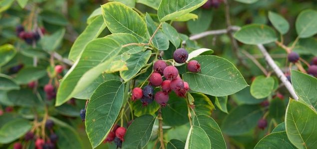 Muchovnik-Lamarckuv-p-04