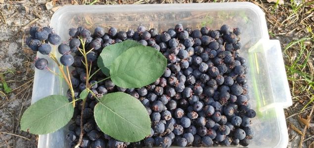 Muchovnik-Lamarckuv-p-05