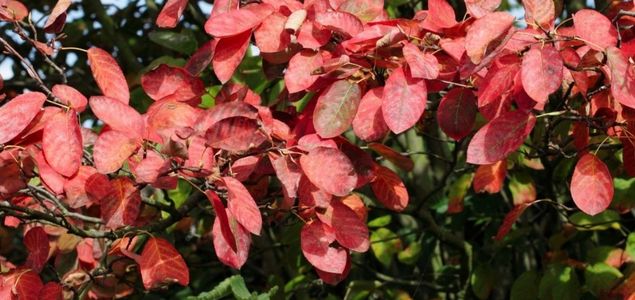 Muchovnik-Lamarckuv-p-07