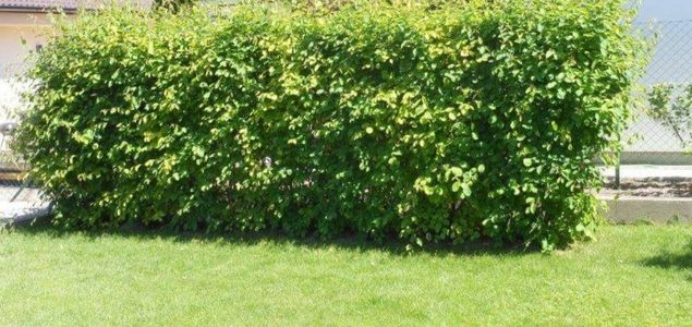 Muchovnik-Lamarckuv-p-08