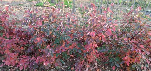 Muchovnik-Lamarckuv-p-09