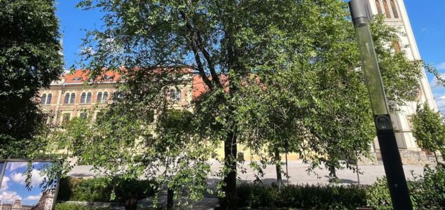 Jilm-bujny-stinodarny-01