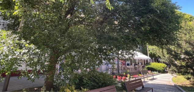 Jilm-bujny-stinodarny-02