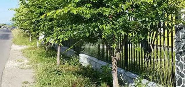 Jilm-bujny-stinodarny-03