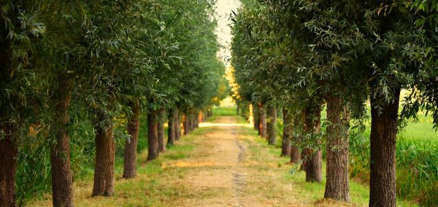 Jilm-bujny-stinodarny-04