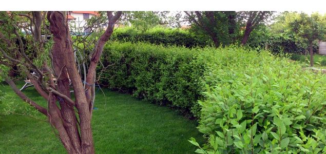 Rychle rostoucí zázračný živý plot - Jilm Sibiřský