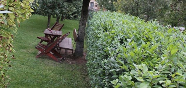 Rychle rostoucí zázračný živý plot - Jilm Sibiřský