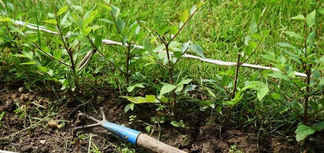 Rychle rostoucí zázračný živý plot - Jilm Sibiřský