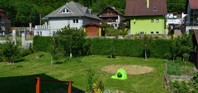 Rychle rostoucí zázračný živý plot - Jilm Sibiřský