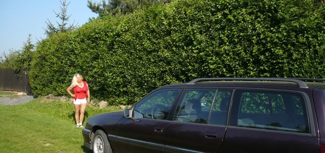 Rychle rostoucí zázračný živý plot - Jilm Sibiřský